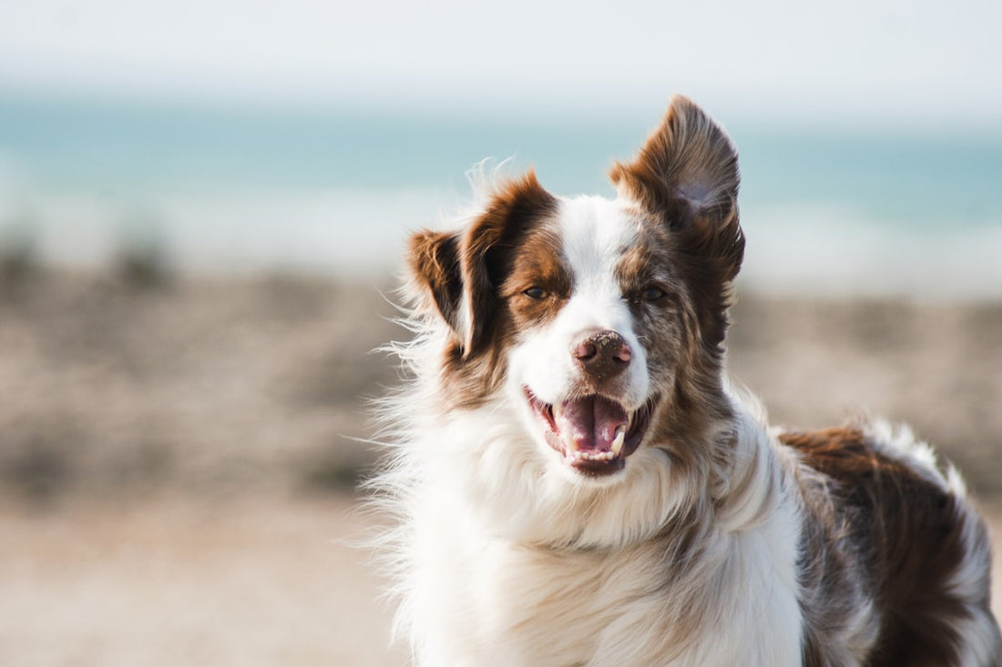 Prendre soin de vos animaux naturellement