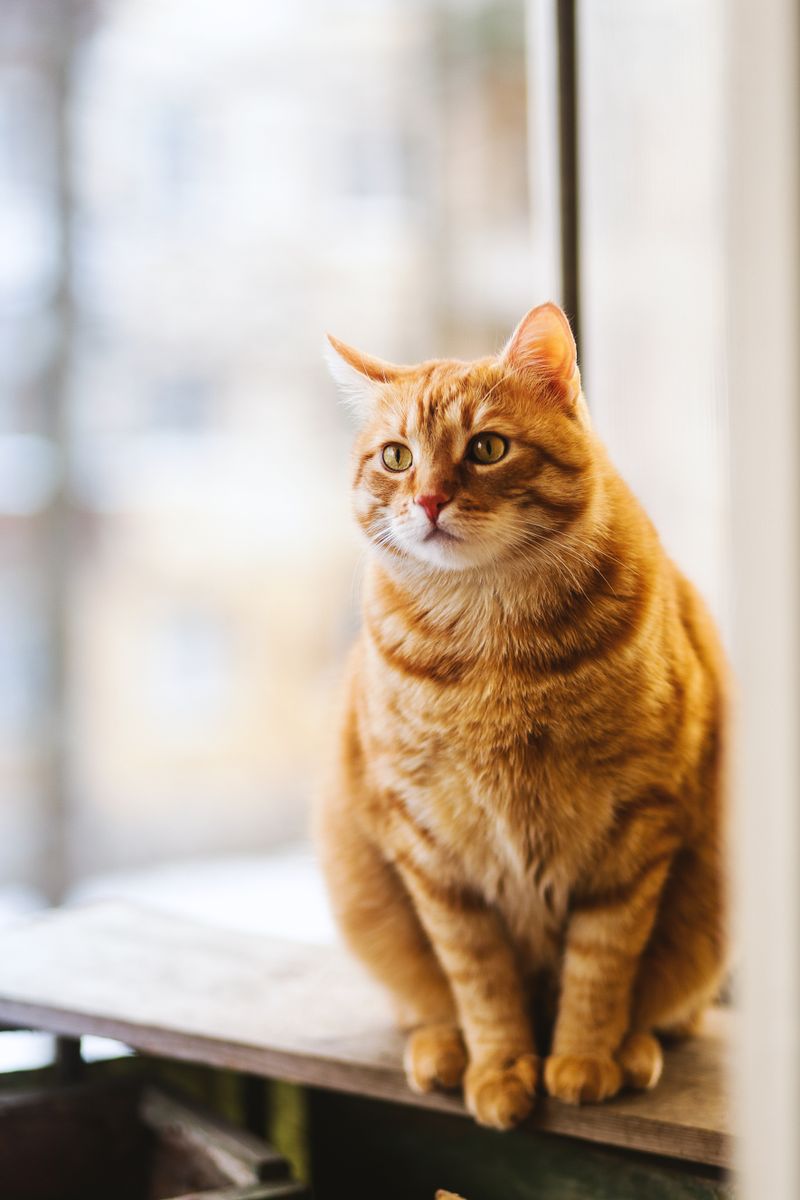 Laisse Mains Libres Running & Randonnée