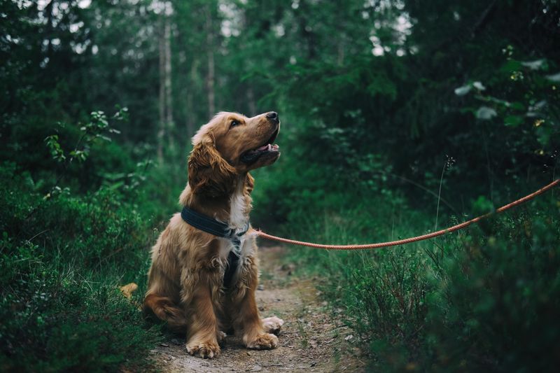 Jouet Puzzle Mental Chien Niveau 2
