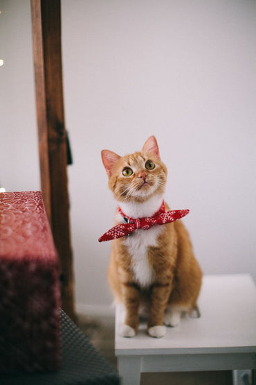 Soin naturel pour chats