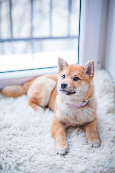 Soin naturel pour chiens